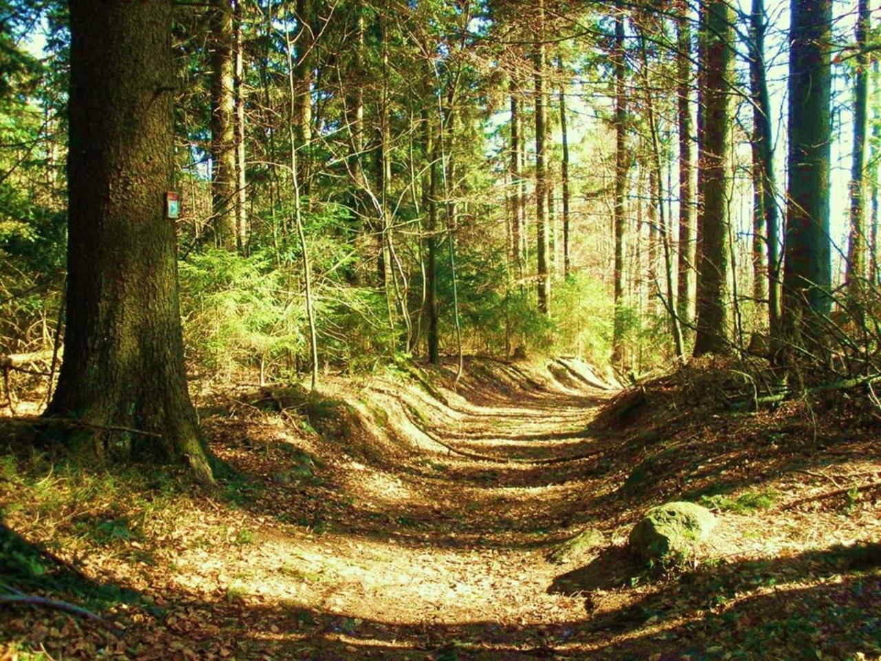 Ferienwohnungen Waldblick Waldmünchen Eksteriør billede